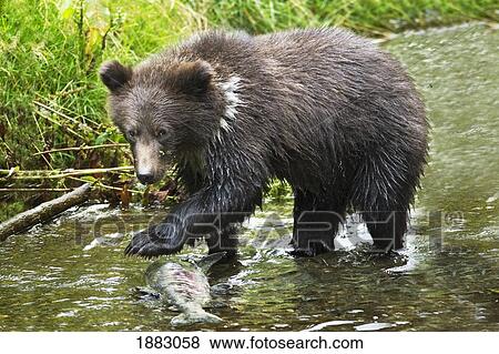 Grizzly Cub Catching Fish In Fish Creek; Hyder, Alaska, United States Of America View Large Photo Image Stock Photo - Grizzly Cub Catching Fish In Fish Creek; Hyder, Alaska, United States Of America. Fotosearch