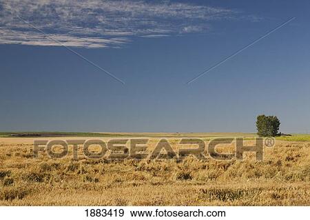 Stock Photo - Hail Damaged Wheat Field With A Tree Standing Alone; Alberta, Canada. Fotosearch