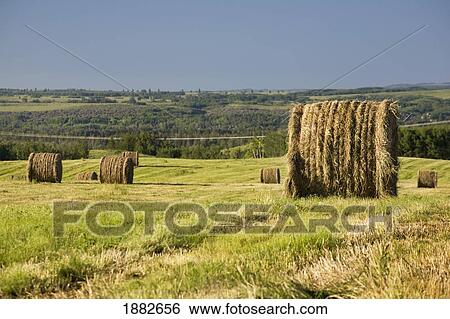 Stock Photograph - Hay Bales In A Cut Field; Alberta, Canada. Fotosearch