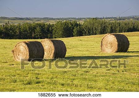 Hay Bales In A Field; Alberta, Canada View Large Photo Image Stock Photography - Hay Bales In A Field; Alberta, Canada. Fotosearch