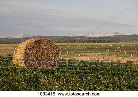 Stock Photography - Hay Bales In A Field With Mountains In The Background At Sunrise; Alberta, Canada. Fotosearch