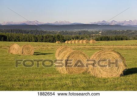 Hay Bales With Mountains In The Background; Alberta, Canada View Large Photo Image Picture - Hay Bales With Mountains In The Background; Alberta, Canada. Fotosearch