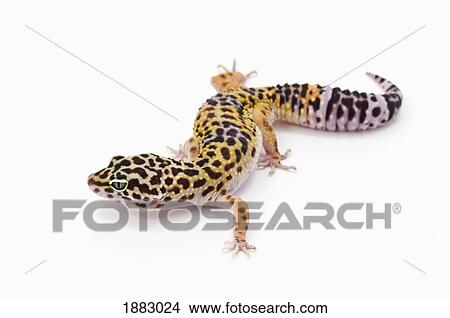 Juvenile Leopard Gecko (Eublepharis Macularius) View Large Photo Image Picture - Juvenile Leopard Gecko (Eublepharis Macularius). Fotosearch