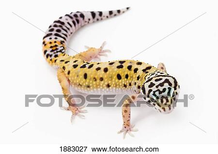Juvenile Leopard Gecko (Eublepharis Macularius) View Large Photo Image Stock Photo - Juvenile Leopard Gecko (Eublepharis Macularius). Fotosearch
