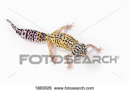 Juvenile Leopard Gecko (Eublepharis Macularius) View Large Photo Image Stock Photograph - Juvenile Leopard Gecko (Eublepharis Macularius). Fotosearch