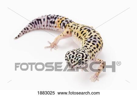 Juvenile Leopard Gecko (Eublepharis Macularius) View Large Photo Image Stock Photography - Juvenile Leopard Gecko (Eublepharis Macularius). Fotosearch