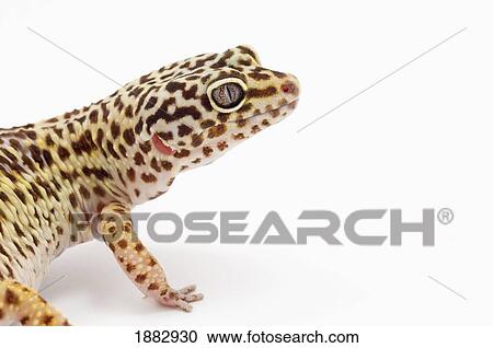 Stock Image - Leopard Gecko (Eublepharis Macularius). Fotosearch