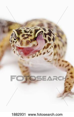 Leopard Gecko (Eublepharis Macularius) Sticking Out It's Tongue View Large Photo Image Stock Image - Leopard Gecko (Eublepharis Macularius) Sticking Out It's Tongue. Fotosearch