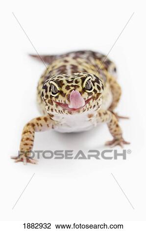 Stock Image - Leopard Gecko (Eublepharis Macularius) Sticking Out It's Tongue. Fotosearch