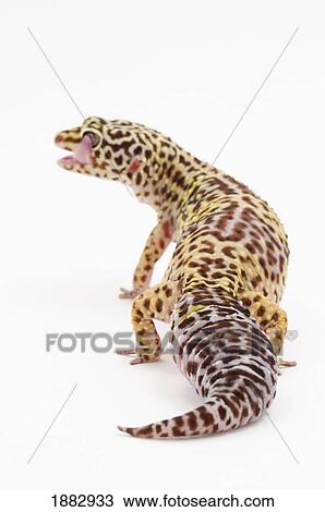 Leopard Gecko (Eublepharis Macularius) Sticking Out It's Tongue View Large Photo Image Stock Image - Leopard Gecko (Eublepharis Macularius) Sticking Out It's Tongue. Fotosearch