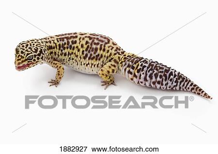 Leopard Gecko (Eublepharis Macularius) View Large Photo Image Stock Photo - Leopard Gecko (Eublepharis Macularius). Fotosearch