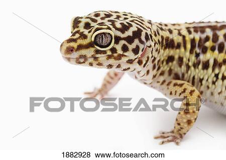 Leopard Gecko (Eublepharis Macularius) View Large Photo Image Stock Photo - Leopard Gecko (Eublepharis Macularius). Fotosearch