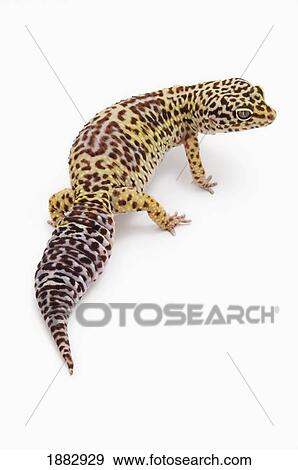 Leopard Gecko (Eublepharis Macularius) View Large Photo Image Stock Photo - Leopard Gecko (Eublepharis Macularius). Fotosearch