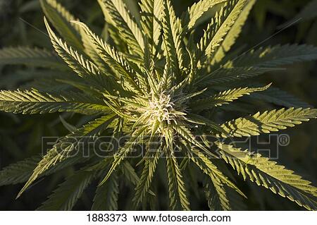 Marijuana Plant; Waterloo, Quebec, Canada View Large Photo Image Stock Image - Marijuana Plant; Waterloo, Quebec, Canada. Fotosearch