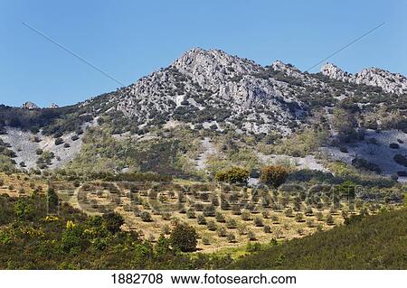 Olive Groves; Sierra De Las Villuercas, Caceres Province, Spain View Large Photo Image Stock Photo - Olive Groves; Sierra De Las Villuercas, Caceres Province, Spain. Fotosearch