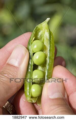 Opened Green Pea Pod Held By Fingers; Alberta, Canada View Large Photo Image Stock Photo - Opened Green Pea Pod Held By Fingers; Alberta, Canada. Fotosearch