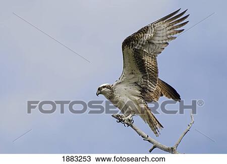 Osprey (Pandion Haliaetus) On A Tree Branch; Calgary, Alberta, Canada View Large Photo Image Stock Image - Osprey (Pandion Haliaetus) On A Tree Branch; Calgary, Alberta, Canada. Fotosearch