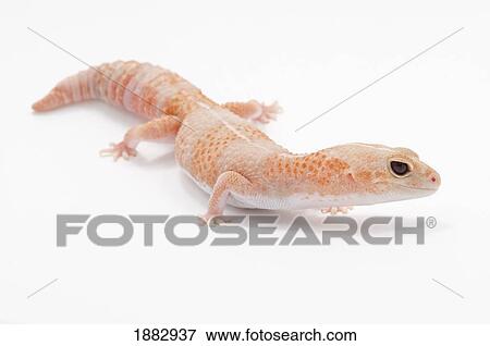 Peach Colored Amelanistic African Fat-Tailed Gecko (Hemitheconyx Caudicinctus) View Large Photo Image Stock Photo - Peach Colored Amelanistic African Fat-Tailed Gecko (Hemitheconyx Caudicinctus). Fotosearch