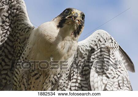 Peregrine Falcon (Falco Peregrinus); Windermere, Cumbria, England View Large Photo Image Picture - Peregrine Falcon (Falco Peregrinus); Windermere, Cumbria, England. Fotosearch