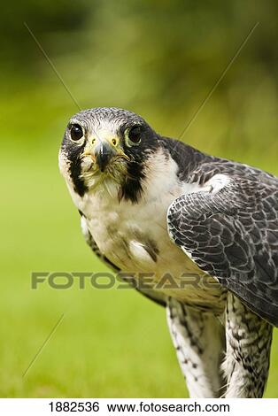 Peregrine Falcon (Falco Peregrinus); Windermere, Cumbria, England View Large Photo Image Stock Photograph - Peregrine Falcon (Falco Peregrinus); Windermere, Cumbria, England. Fotosearch