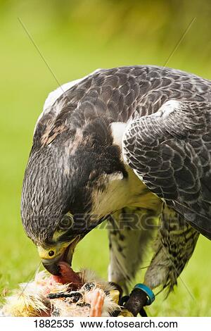 Peregrine Falcon (Falco Peregrinus) Eating It's Prey; Windermere, Cumbria, England View Large Photo Image Stock Photography - Peregrine Falcon (Falco Peregrinus) Eating It's Prey; Windermere, Cumbria, England. Fotosearch