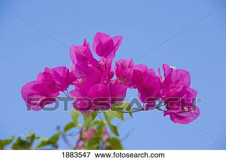 Stock Photo - Pink Flowers Against A Blue Sky; Bahamas. Fotosearch