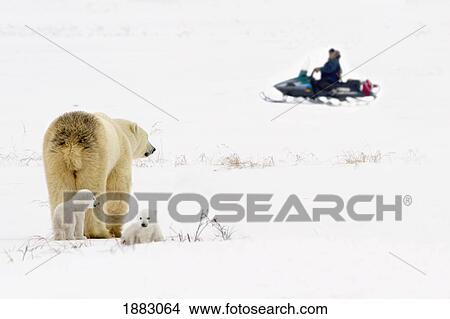 Polar Bear Sow Guarding And Looking Out For Her Cubs As She Watches A Man On A Snowmobile Sled In Wapusk National Park; Churchill, Manitoba, Canada View Large Photo Image Picture - Polar Bear Sow Guarding And Looking Out For Her Cubs As She Watches A Man On A Snowmobile Sled In Wapusk National Park; Churchill, Manitoba, Canada. Fotosearch