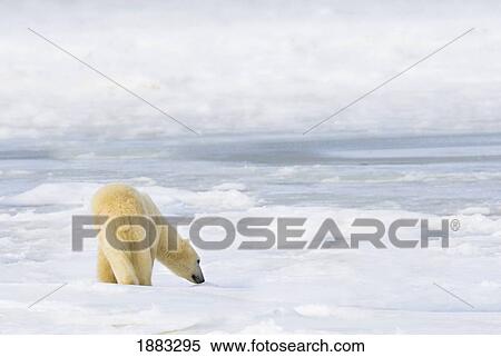 Stock Photography - Polar Bear (Ursus Maritimus) Being Curious, Sniffing And Exploring Territory For Food; Churchill, Manitoba, Canada. Fotosearch