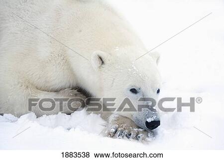 Polar Bear (Ursus Maritimus) Has His Eyes Open During A Very Peaceful Rest; Churchill, Manitoba, Canada View Large Photo Image Stock Photo - Polar Bear (Ursus Maritimus) Has His Eyes Open During A Very Peaceful Rest; Churchill, Manitoba, Canada. Fotosearch