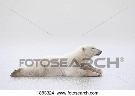 Polar Bear (Ursus Maritimus) Laying On A Lake Of Ice; Churchill, Manitoba, Canada View Large Photo Image Picture - Polar Bear (Ursus Maritimus) Laying On A Lake Of Ice; Churchill, Manitoba, Canada. Fotosearch