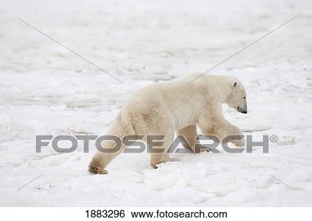 Stock Photograph - Polar Bear (Ursus Maritimus) On The Move Exploring The Land; Churchill, Manitoba, Canada. Fotosearch