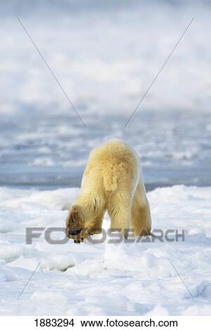 Polar Bear (Ursus Maritimus) Shows His Unique Footprint Design As He Walks Away In Search Of Food; Churchill, Manitoba, Canada View Large Photo Image Picture - Polar Bear (Ursus Maritimus) Shows His Unique Footprint Design As He Walks Away In Search Of Food; Churchill, Manitoba, Canada. Fotosearch