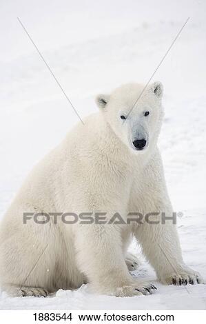 Picture - Polar Bear (Ursus Maritimus) Sitting On His Hind Legs Gazing Into The Camera; Churchill, Manitoba, Canada. Fotosearch
