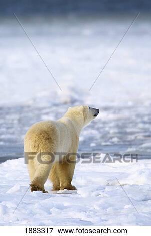 Polar Bear (Ursus Maritimus) Sniffs The Air As He Is On The Hunt For Food; Churchill, Manitoba, Canada View Large Photo Image Stock Photo - Polar Bear (Ursus Maritimus) Sniffs The Air As He Is On The Hunt For Food; Churchill, Manitoba, Canada. Fotosearch