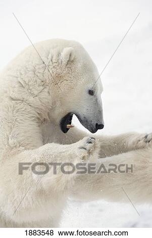 Polar Bear (Ursus Maritimus) Standing As He Engages In A Fight With Another Bear As They Sharpen Their Skills And Reflexes For The Upcoming Hunt; Churchill, Manitoba, Canada View Large Photo Image Stock Photo - Polar Bear (Ursus Maritimus) Standing As He Engages In A Fight With Another Bear As They Sharpen Their Skills And Reflexes For The Upcoming Hunt; Churchill, Manitoba, Canada. Fotosearch