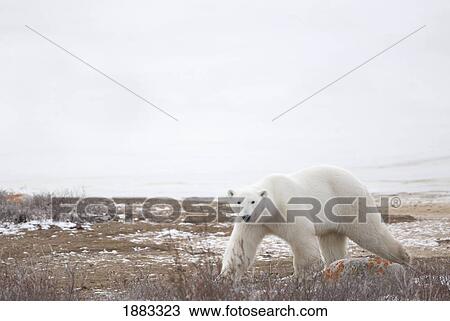 Polar Bear (Ursus Maritimus) Staring Ahead As It Walks Across The Frozen Tundra; Churchill, Manitoba, Canada View Large Photo Image Stock Image - Polar Bear (Ursus Maritimus) Staring Ahead As It Walks Across The Frozen Tundra; Churchill, Manitoba, Canada. Fotosearch