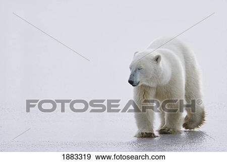Polar Bear (Ursus Maritimus) Walking On Ice With Eyes Closed, Looking Gentle And Calm; Churchill, Manitoba, Canada View Large Photo Image Stock Photo - Polar Bear (Ursus Maritimus) Walking On Ice With Eyes Closed, Looking Gentle And Calm; Churchill, Manitoba, Canada. Fotosearch