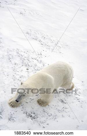 Polar Bear (Ursus Maritimus) Walking With It's Eyes Closed As Viewed From A Tundra Buggy Above; Churchill, Manitoba, Canada View Large Photo Image Stock Image - Polar Bear (Ursus Maritimus) Walking With It's Eyes Closed As Viewed From A Tundra Buggy Above; Churchill, Manitoba, Canada. Fotosearch