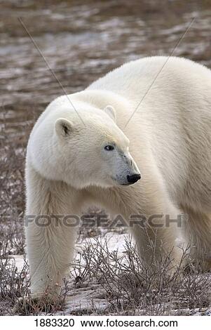 Polar Bear (Ursus Maritimus) Who Is Very Dangerous Looking As He Explores The Territory; Churchill, Manitoba, Canada View Large Photo Image Stock Image - Polar Bear (Ursus Maritimus) Who Is Very Dangerous Looking As He Explores The Territory; Churchill, Manitoba, Canada. Fotosearch