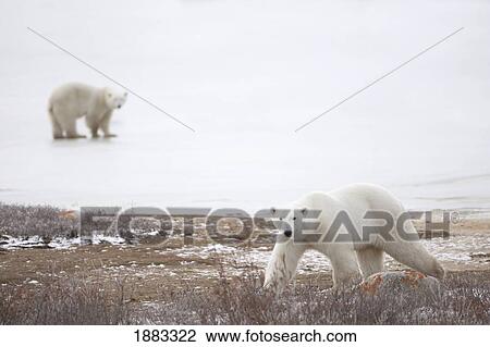Polar Bears (Ursus Maritimus) Staring Ahead As They Walk Across The Frozen Tundra; Churchill, Manitoba, Canada View Large Photo Image Stock Image - Polar Bears (Ursus Maritimus) Staring Ahead As They Walk Across The Frozen Tundra; Churchill, Manitoba, Canada. Fotosearch