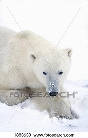 Stock Photo - Portrait Of A Polar Bear (Ursus Maritimus) As He Stares Towards The Camera; Churchill, Manitoba, Canad. Fotosearch