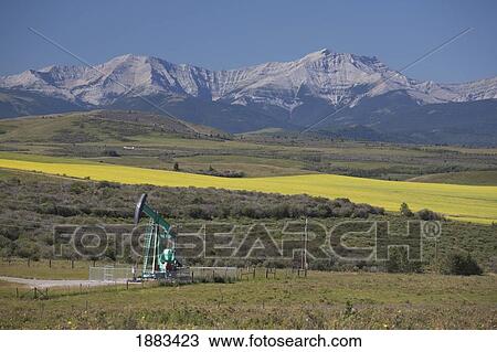Pumpjack With Flowering Canola Field And Mountains In The Background; Alberta, Canada View Large Photo Image Stock Image - Pumpjack With Flowering Canola Field And Mountains In The Background; Alberta, Canada. Fotosearch