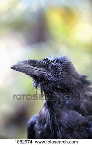 Picture - Raven; Hyder, Alaska, United States Of America. Fotosearch