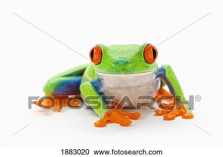 Red-Eyed Tree Frog (Agalychnis Callidryas) View Large Photo Image Stock Image - Red-Eyed Tree Frog (Agalychnis Callidryas). Fotosearch