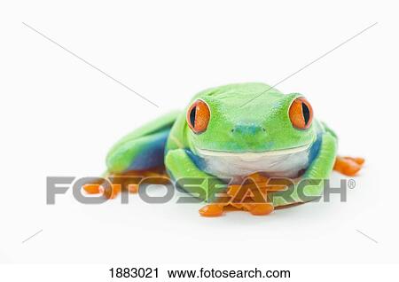 Red-Eyed Tree Frog (Agalychnis Callidryas) View Large Photo Image Stock Image - Red-Eyed Tree Frog (Agalychnis Callidryas). Fotosearch