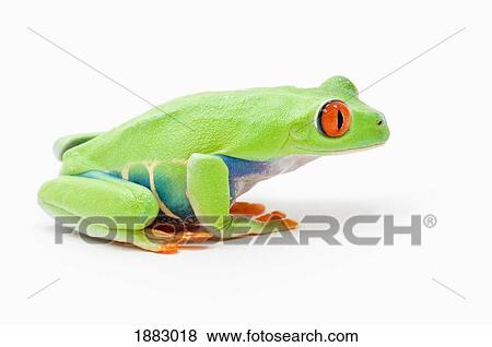 Stock Photo - Red-Eyed Tree Frog (Agalychnis Callidryas). Fotosearch