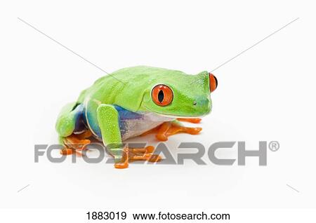 Stock Photo - Red-Eyed Tree Frog (Agalychnis Callidryas). Fotosearch