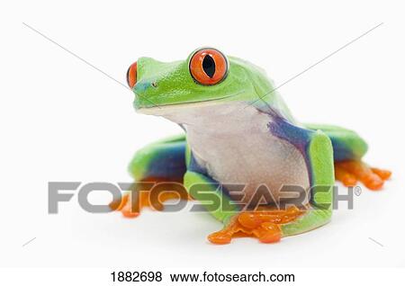 Red-Eyed Treefrog (Agalychnis Callidryas) View Large Photo Image Stock Photo - Red-Eyed Treefrog (Agalychnis Callidryas). Fotosearch
