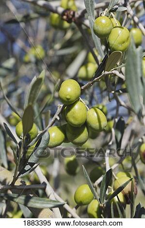 Stock Photography - Ripe Olives On An Olive Tree; Cordoba Province, Spain. Fotosearch