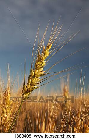 Stock Photo - Ripe Wheat Head At Sunrise; Alberta, Canada. Fotosearch